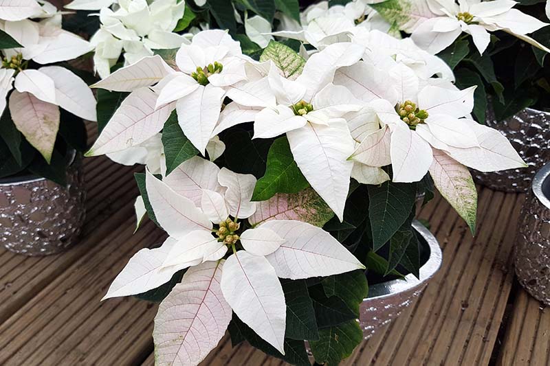 A close up horizontal image of potted Euphorbia pulcherrima 'Princetta Pure White' with white and green bracts set on a wooden surface.