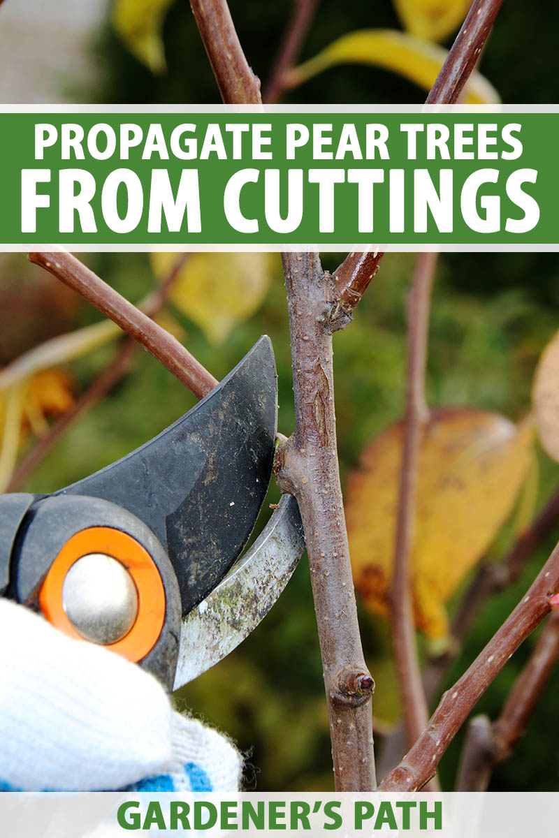 A close up vertical image of a hand from the left of the frame holding a pair of pruning shears and taking a cutting from a fruit tree. To the top and bottom of the frame is green and white printed text.