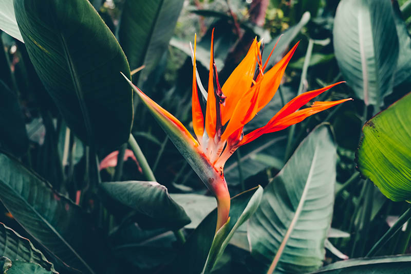 A close up horizontal image of a red Strelitzia reginae flower blooming in the garden pictured on a soft focus background.