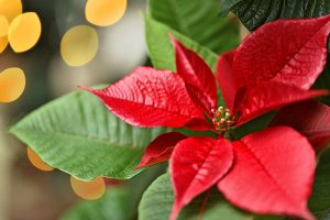A close up horizontal image of the bright red bracts of the poinsettia plant pictured on a soft focus background.