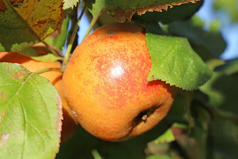 A close up horizontal image of a ripe fruit ready for picking off the tree, surrounded by foliage pictured in bright sunshine on a soft focus background.