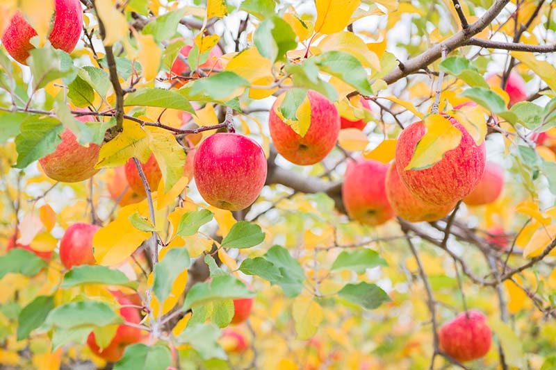 Image horizontale rapprochée de fruits rouges mûrs prêts à être récoltés sur un arbre aux feuilles vertes et orange.