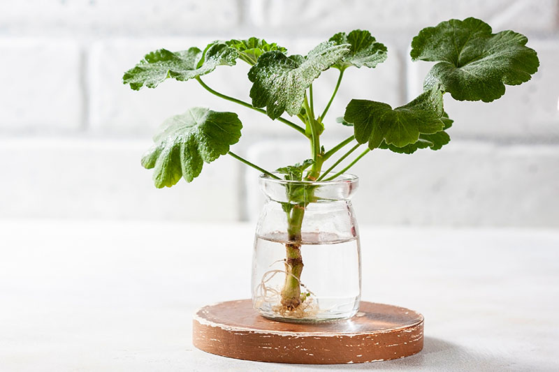 A close up horizontal image of a geranium cutting set in a small glass jar filled with water on a white background.