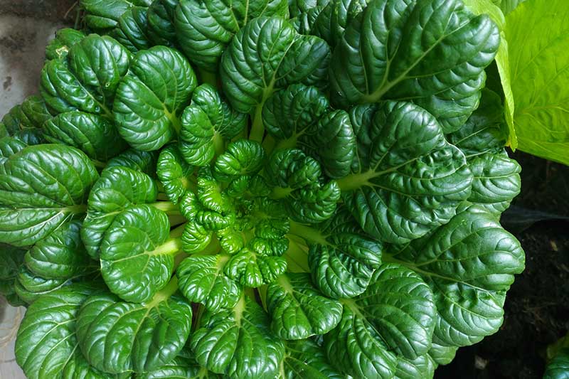 A close up horizontal image of a 'Rosette' tatsoi growing in the garden with dark green, rounded leaves.