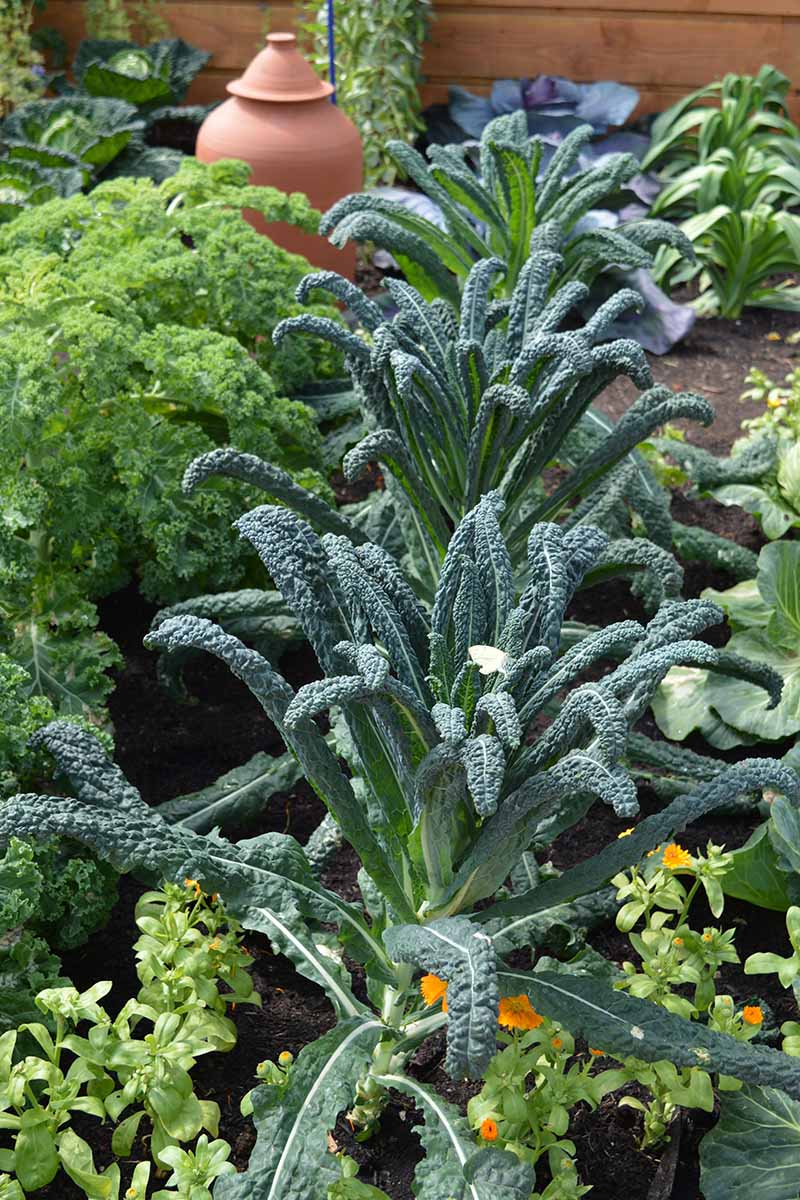 A vertical image of rows of dinosaur kale growing in the garden, pictured in bright sunshine with a wooden fence in soft focus in the background.