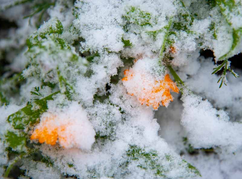 A close up horizontal image of orange flowers covered in snow.
