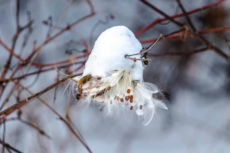 A close up horizontal image of a snow-covered Asclepias seedpod with small fluffy seeds hanging out pictured on a soft focus background.