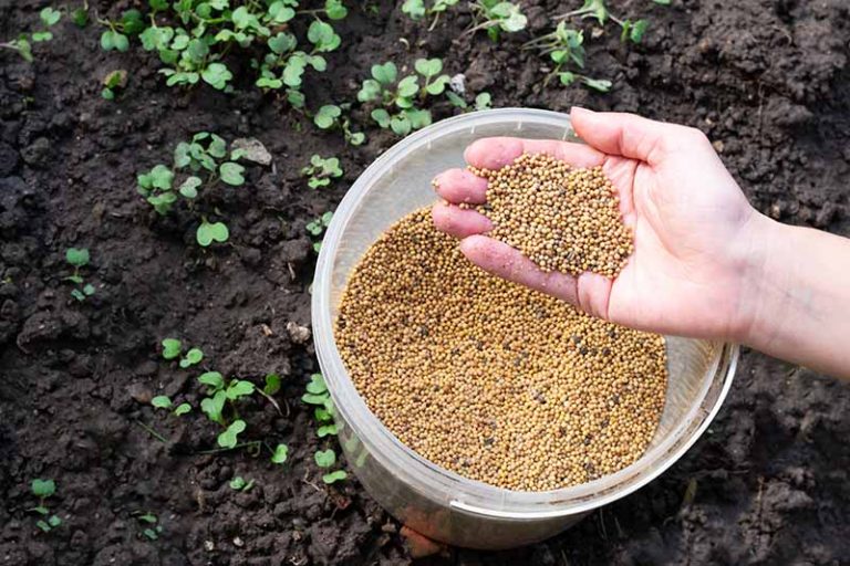 Mustard Rows How to Plant and Grow Mustard Greens | Gardener’s Path