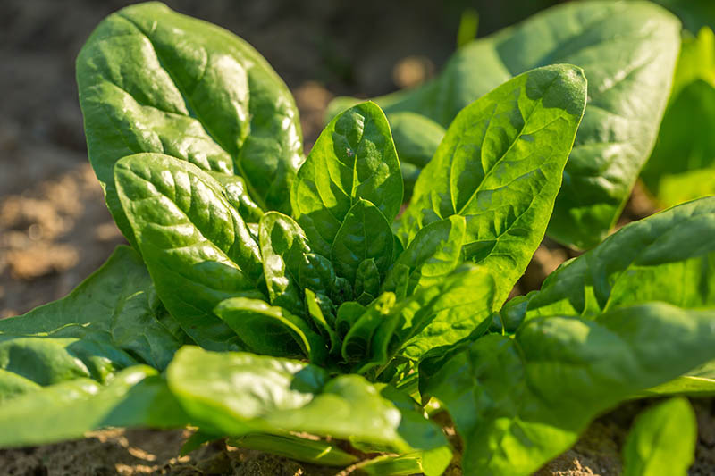 A close up horizontal image of spinach growing in the garden pictured in bright sunshine on a soft focus background.