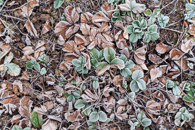 How to Winterize Strawberry Plants Gardener’s Path