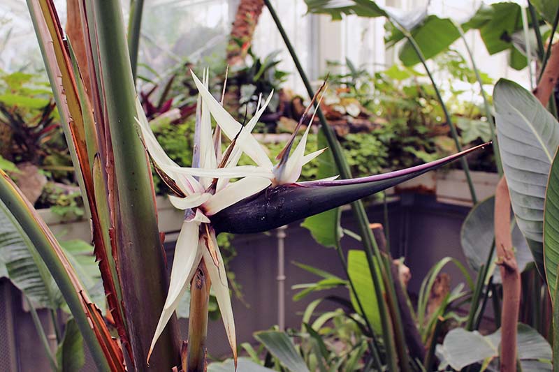 A close up horizontal image of the white flowers of Strelitzia alba growing in a greenhouse with plants in soft focus in the background.