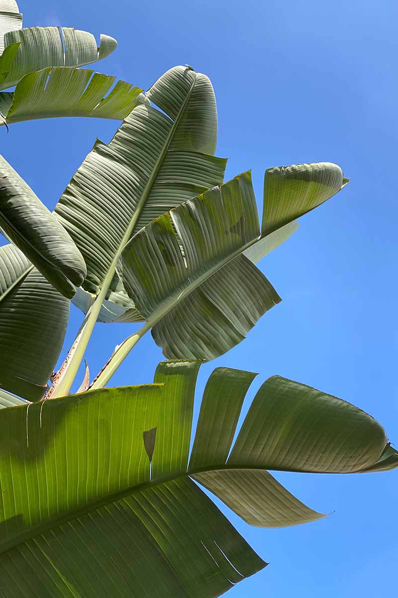 A close up vertical image of the leaves of Strelitzia caudata on a blue sky background.