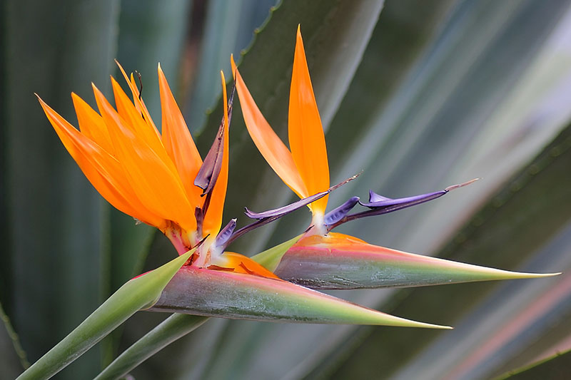A close up horizontal image of the bright orange flowers of Strelitzia reginae growing in the garden pictured on a soft focus background.