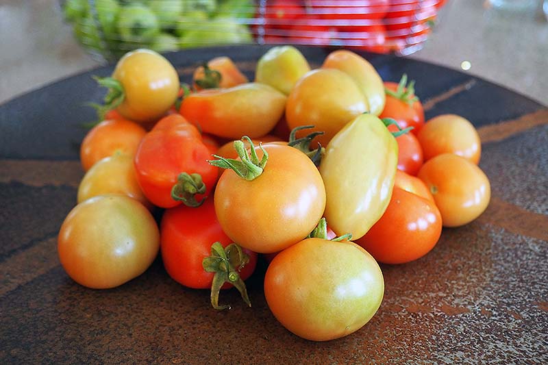 Um close-up da imagem horizontal de uma seleção de tomates colocados na bancada para amadurecer.  As frutas estão em vários estágios, algumas ainda verdes e outras quase vermelhas.