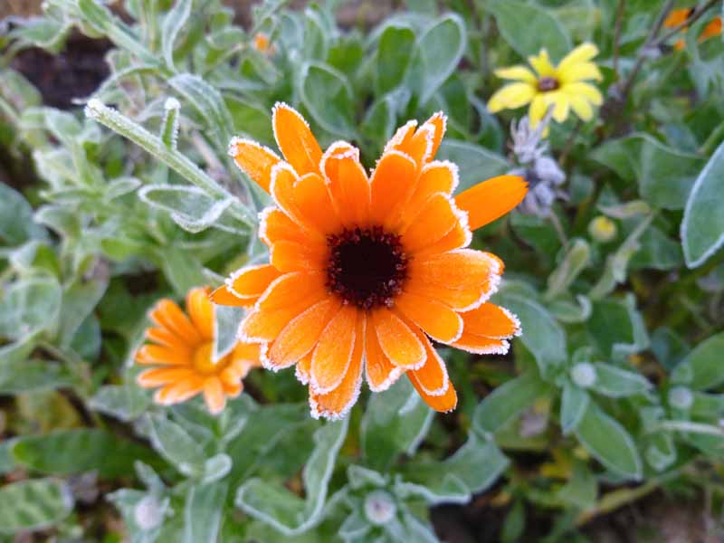 A close up top down horizontal image of a bright orange flower covered in a light dusting of frost pictured on a soft focus background.