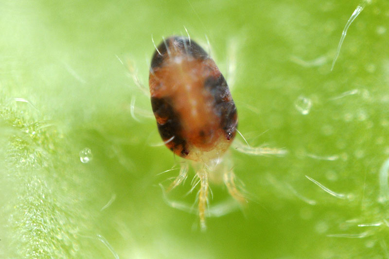 A close up horizontal image of a twospotted spider mite feeding on a leaf.