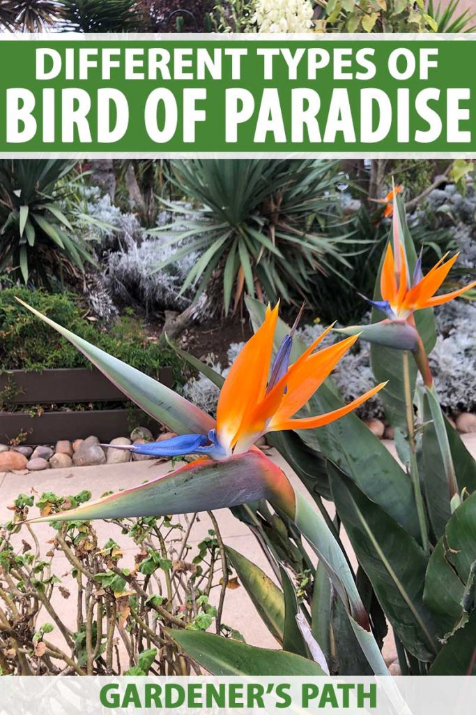 A vertical image of a garden scene with bright orange and blue Strelitzia reginae growing in a border on the side of a driveway. To the top and bottom of the frame is green and white printed text.