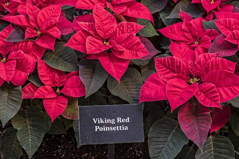 A close up horizontal image of a number of potted Euphorbia pulcherrima 'Viking Red' with a small sign in the foreground.