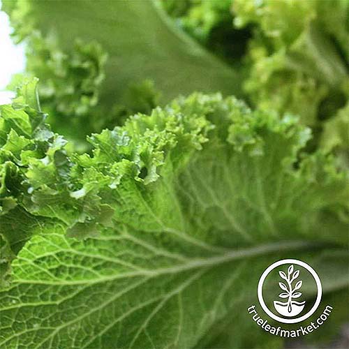 A close up square image of the frilly green leaves of 'Wasabi.' To the bottom right of the frame is a white circular logo with text.