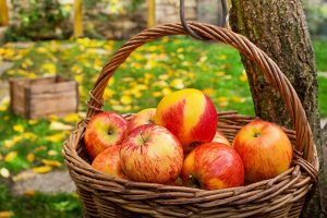 When and How to Harvest Apples