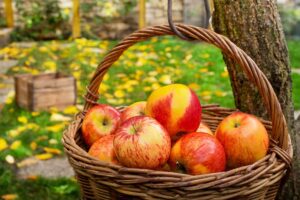 A close up horizontal image of a basket filled with ripe, freshly harvested apples set at the base of a tree.