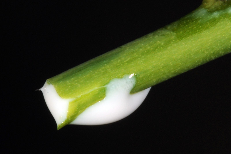 A close up horizontal image of the white sap from a Euphorbia pulcherrima plant on a dark background.