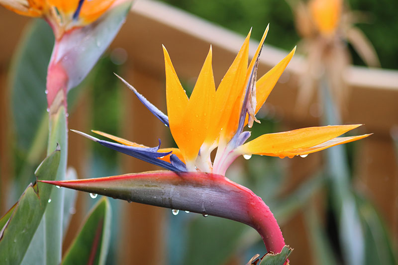A close up horizontal image of a tricolored orange, red, and blue bird of paradise flower with small droplets of water on it, pictured in light sunshine on a soft focus background.