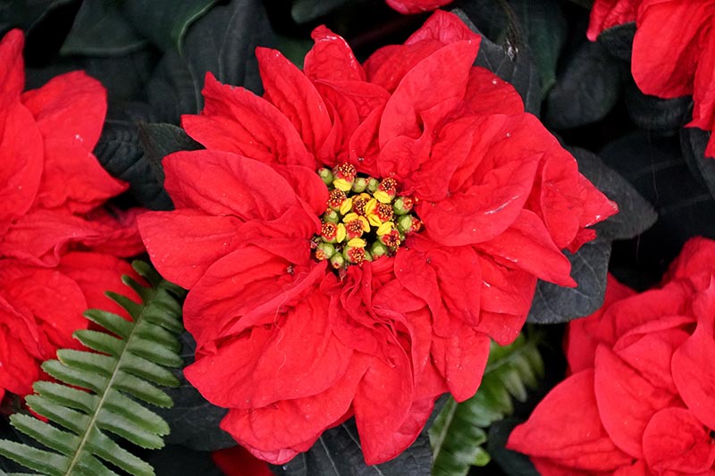 A close up horizontal image of the bright red Euphorbia pulcherrima 'Winter Rose Early Red' bracts pictured on a soft focus background.
