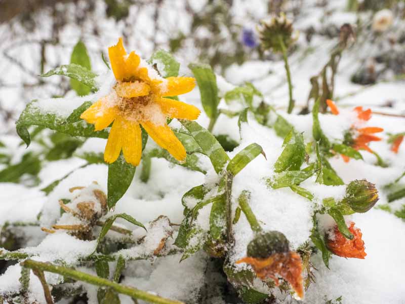 A close up of a yellow pot marigold flower covered in frost and snow pictured on a soft focus background.