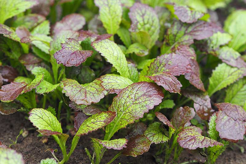 A close up horizontal image of small mustard green plants with variegated leaves growing in the garden.