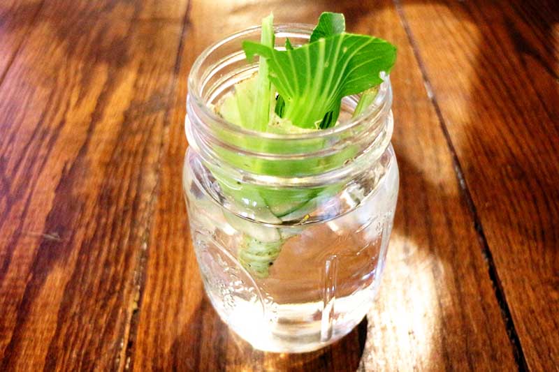 A close up horizontal image of a small glass mason jar with kitchen scraps in water to regrow a new crop, set on a wooden surface pictured in bright sunshine.