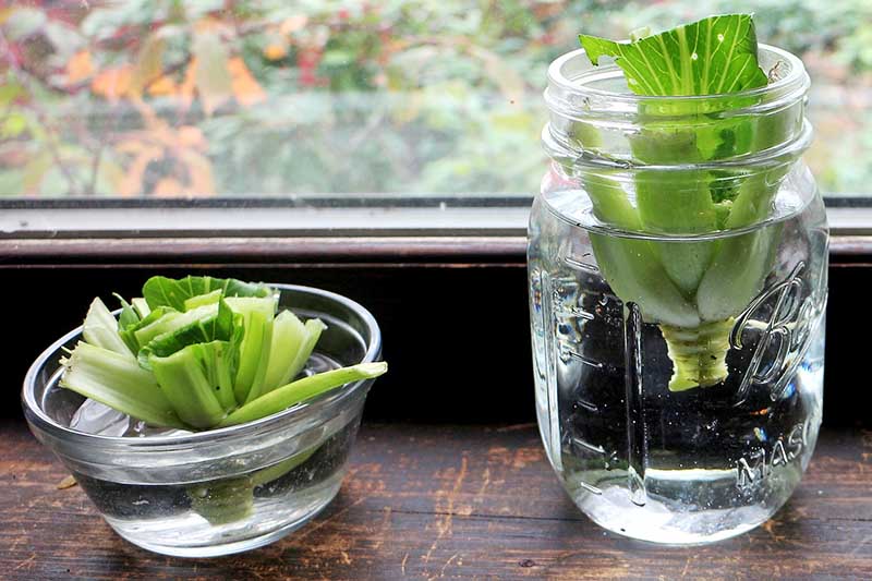 A close up horizontal image of bok choy scraps in water to regrow set on a windowsill.