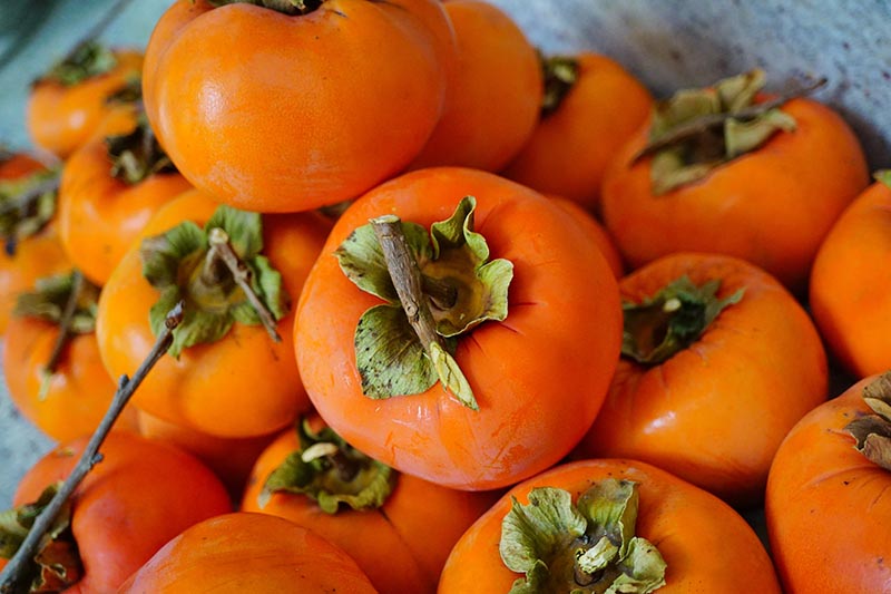 A close up horizontal image of a pile of freshly harvested persimmons on a soft focus background.