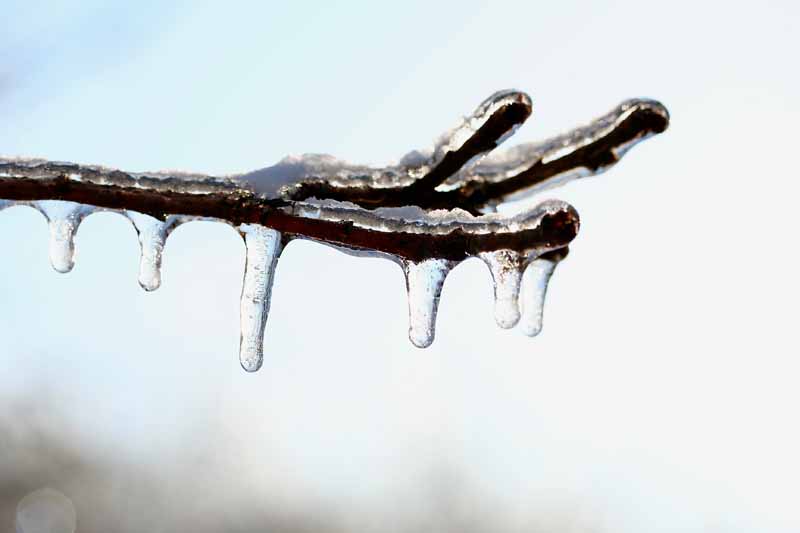 A close up horizontal image of a branch covered in ice pictured on a soft focus background.