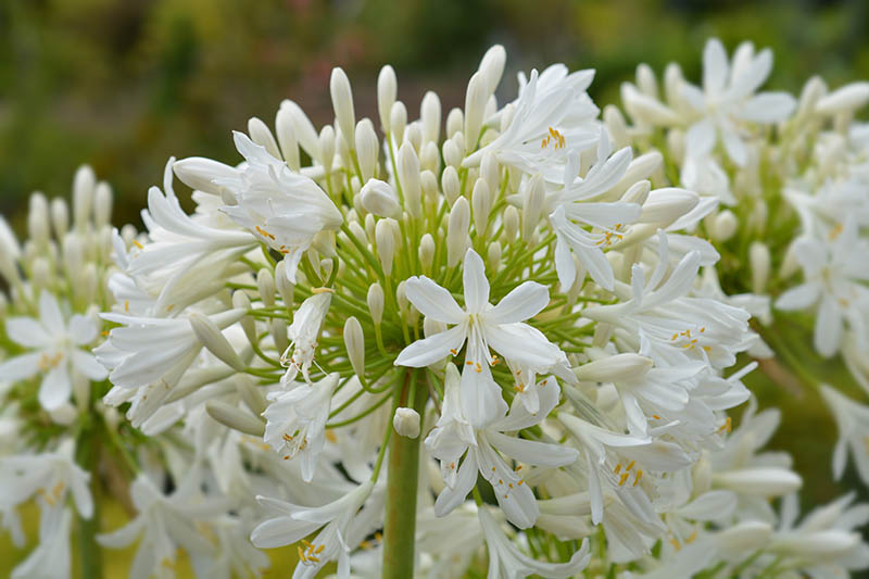 A close up horizontal image of the bright white 'Albus' flowers growing in the garden pictured on a soft focus background.
