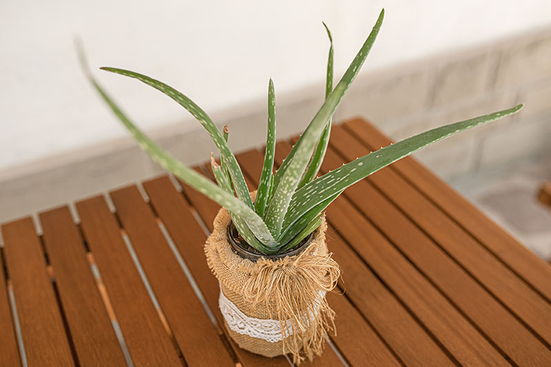 A close up horizontal image of a small aloe vera plant growing in a container set on a wooden surface.