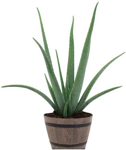 A close up square image of a small aloe plant in a wooden pot pictured on a white background.