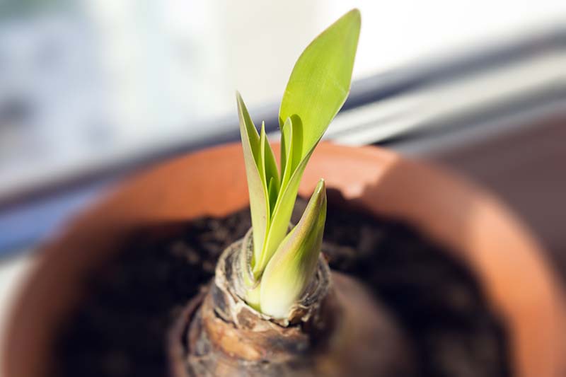 A close up horizontal image of a sprouting bulb in a terra cotta pot on a windowsill pictured on a soft focus background.