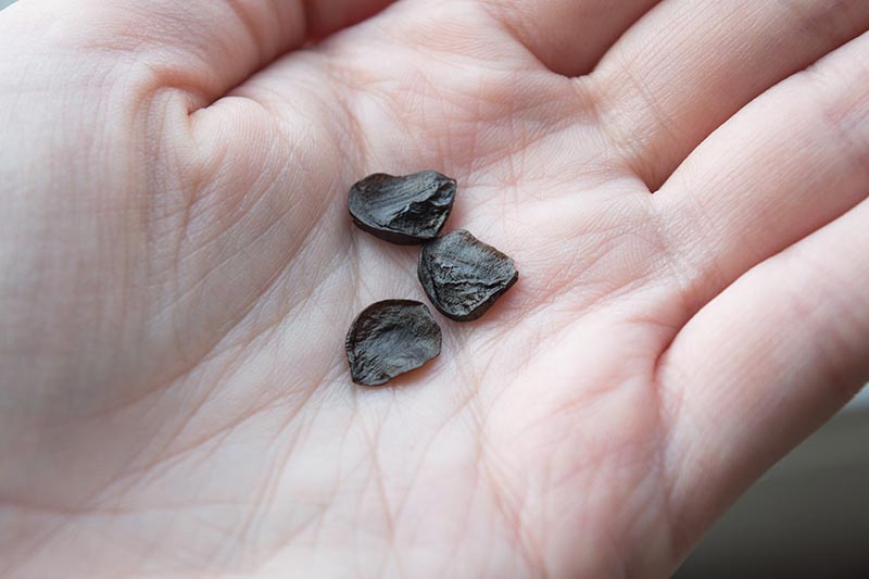 A close up horizontal image of the palm of a hand holding three small black seeds.