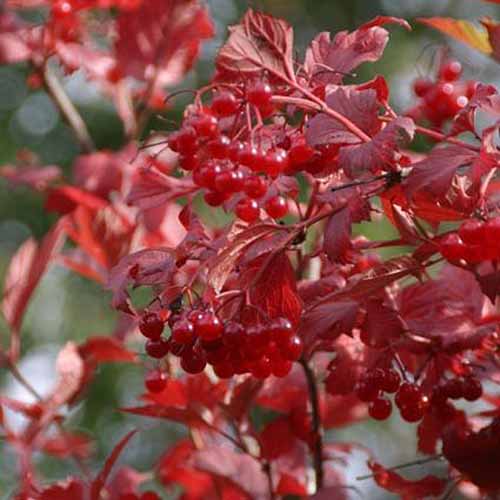 A close up square image of Viburnum trilobum with red foliage and bright red berries growing in the garden pictured on a soft focus background.