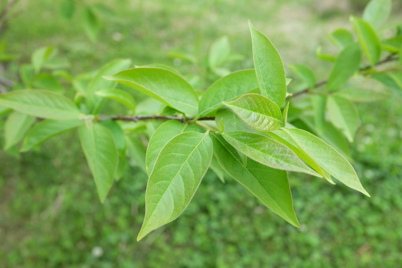 A close up horizontal image of Diospyros virginiana foliage pictured on a soft focus background.