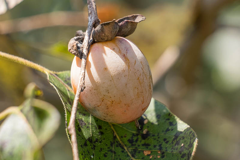 A close up horizontal image of a Diospyros virginiana fruit on a branch pictured on a soft focus background.