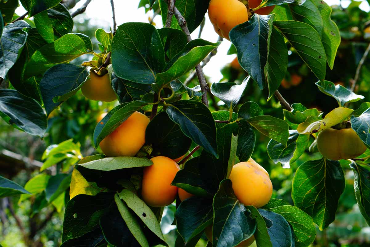 A close up horizontal image of Diospyros virginiana tree growing in the garden with ripe orange fruits ready for harvest.