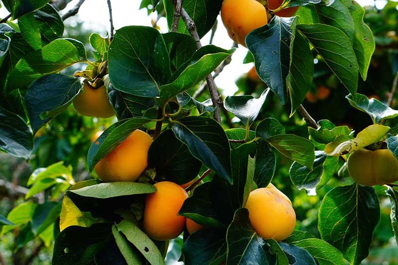 A close up horizontal image of Diospyros virginiana tree growing in the garden with ripe orange fruits ready for harvest.