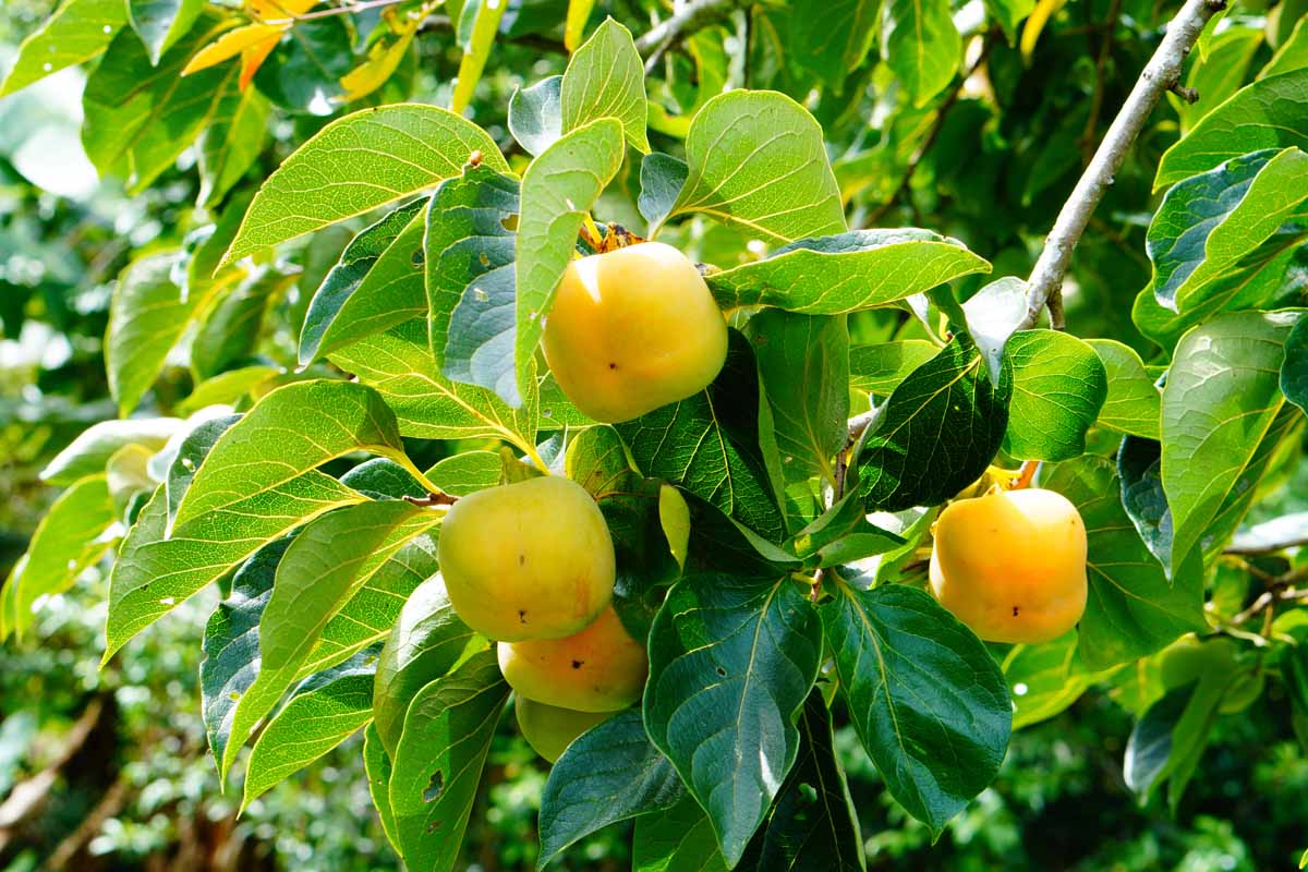 A close up image of a Diospyros virginiana tree growing in the garden with ripening fruits on the branches, pictured in bright sunshine on a soft focus background.