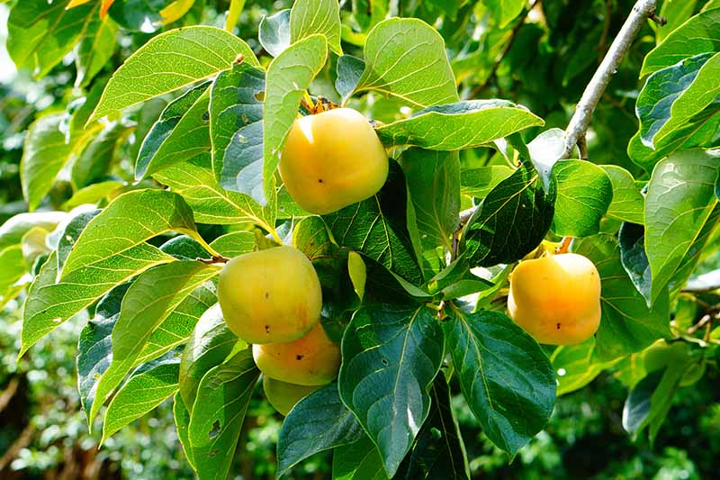 A close up horizontal image of a Diospyros virginiana tree growing in the garden with ripening fruits on the branches, pictured in bright sunshine on a soft focus background.