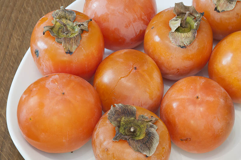 A close up horizontal image of a white plate with a pile of freshly harvested American persimmons set on a wooden surface.