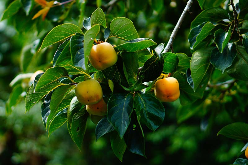 A close up horizontal image of the orange fruits of the American persimmon tree (Diospyros virginiana) surrounded by foliage pictured on a dark soft focus background.