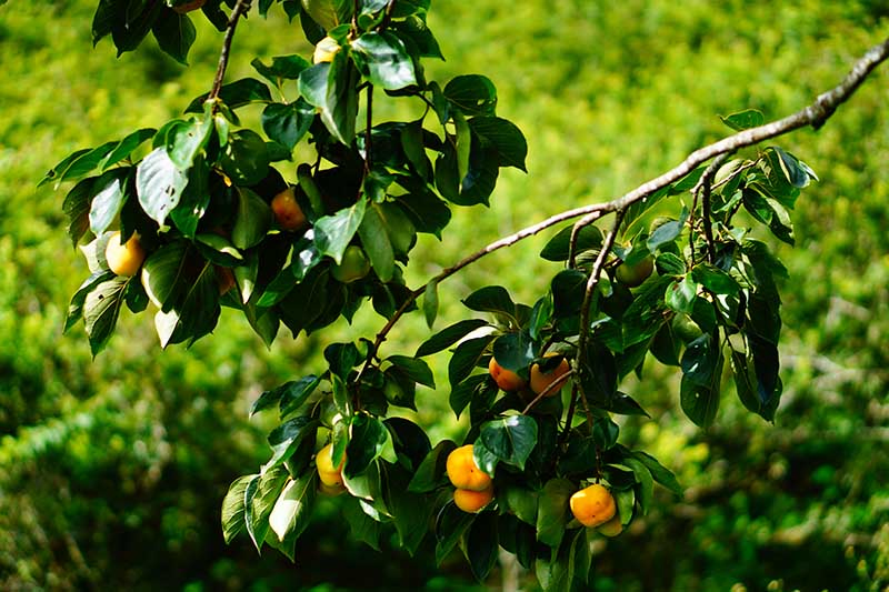 A close up horizontal image of the branches of an American persimmon tree (Diospyros virginiana) with ripe orange fruits pictured in light filtered sunshine on a soft focus background.