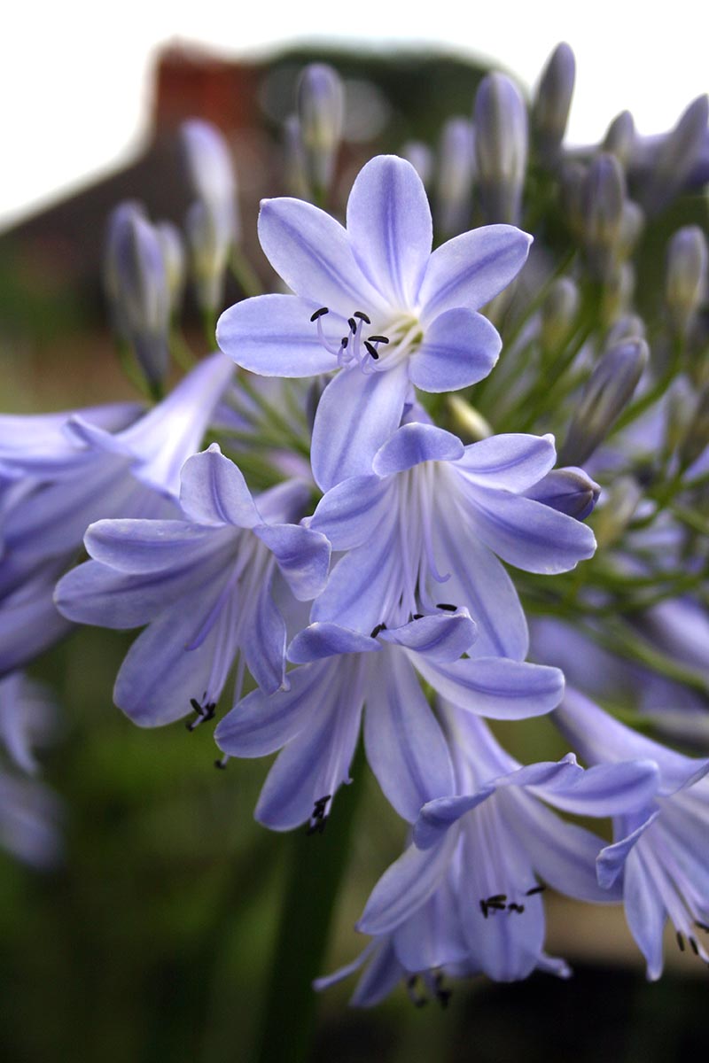 A close up vertical image of the delicate blue and white flowers of the agapanthus variety 'Angela' growing in the garden pictured on a soft focus background.
